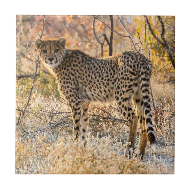 Cheetah Olhando ao redor (Frente)