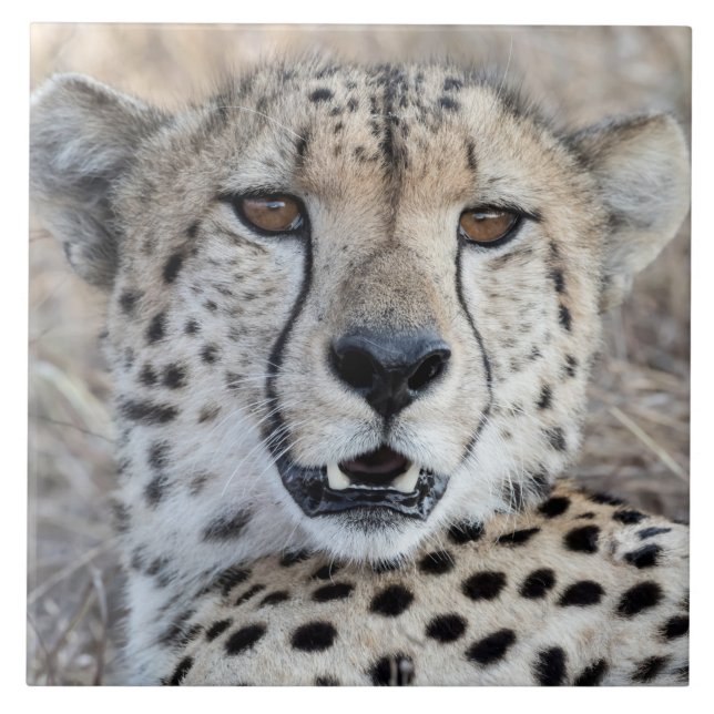 Cheetah Portrait (Frente)
