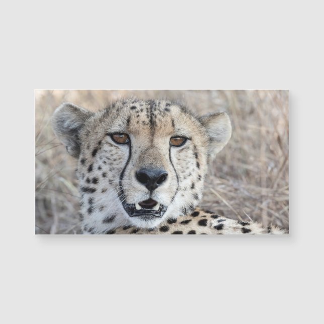 Cheetah Portrait (Frente)