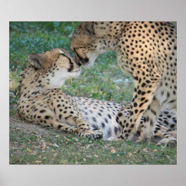 Cheetah Poster (Frente)