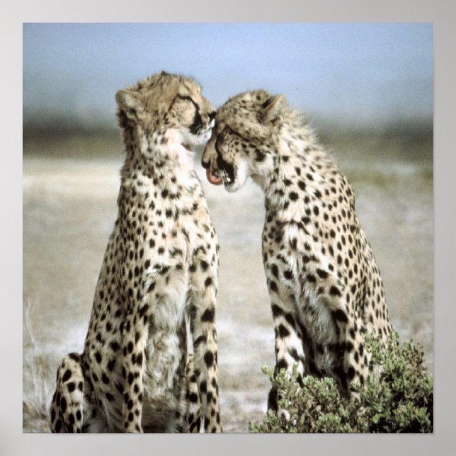 Cheetah Poster (Frente)