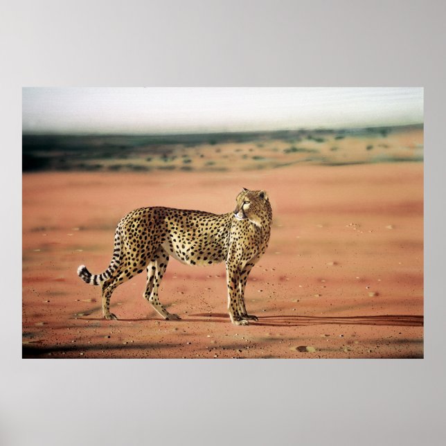 Cheetah Poster (Frente)