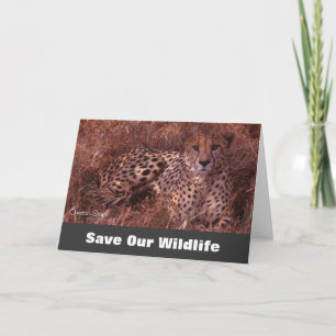 Cheetah Stare, Salve nosso Cartão de Saudação d