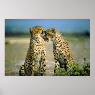 Cheetahs in love poster FROM 14.95