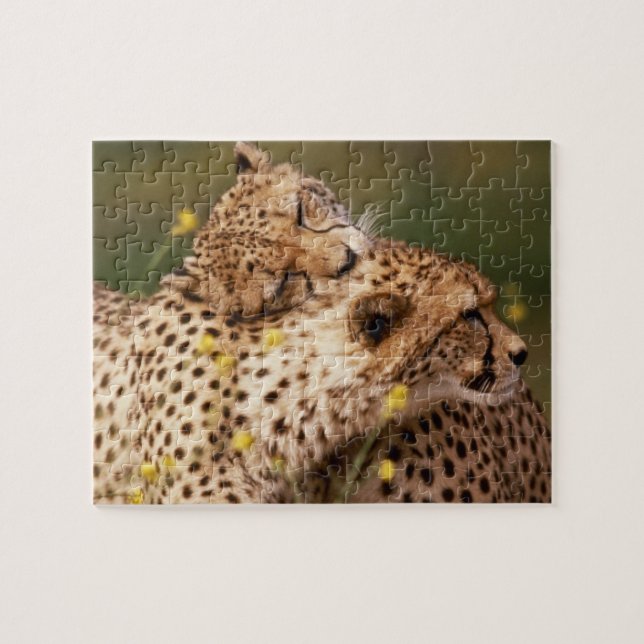 Cheetahs Quebra-cabeça (Horizontal)