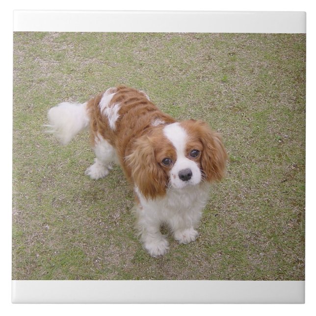 Cheio Cavalier-king-charles-spaniel (Frente)
