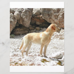 CHEIO de laboratório amarelo LR