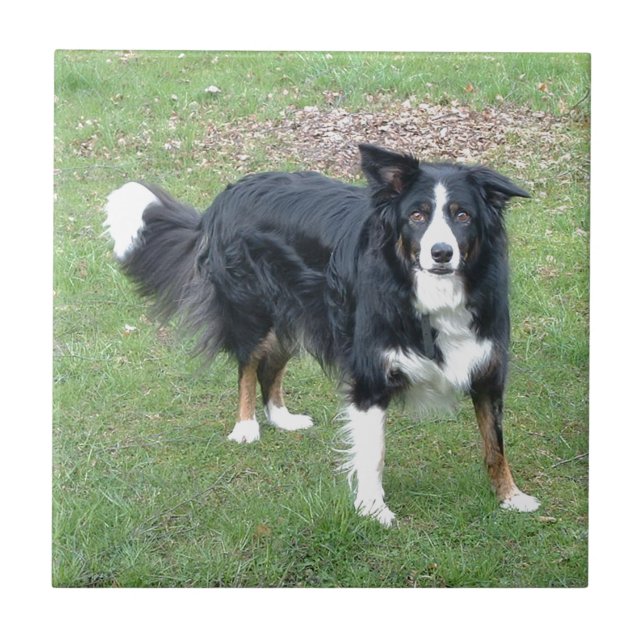 cheio preto de border collie tri (Frente)