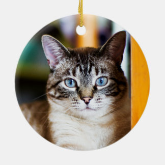 Cheio Rummy do ornamento do gato Siamese das