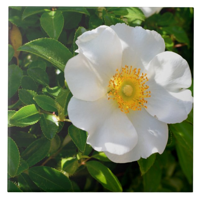Cherokee Rosa Flower  (Frente)