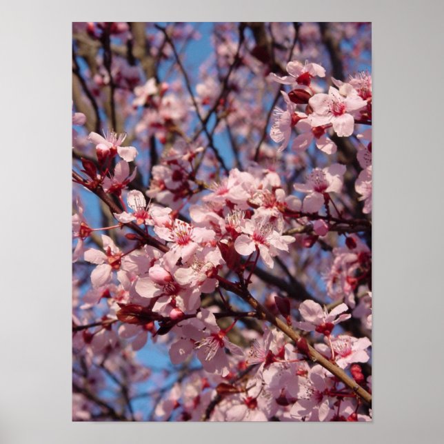 Cherries Jubilee (1) Poster (Frente)