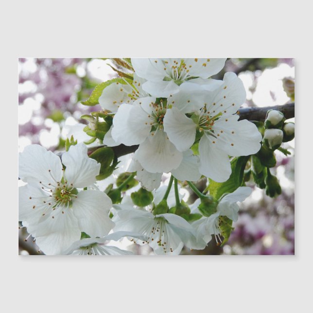 Cherry Blossom (Frente)
