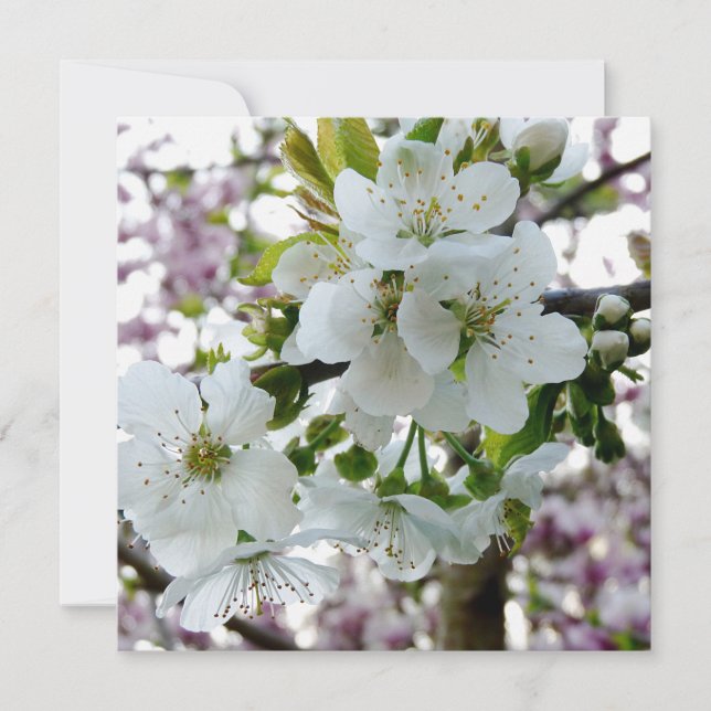 Cherry Blossom (Frente)