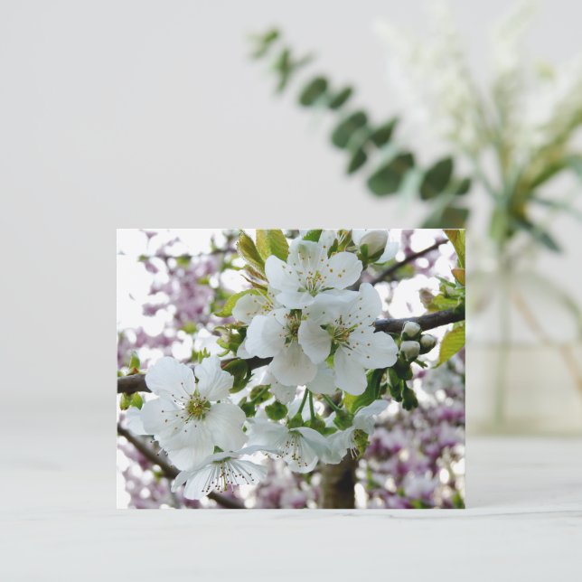 Cherry Blossom (Em pé/Frente)