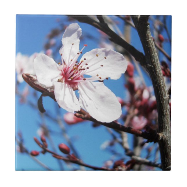 Cherry Blossom 2 (Frente)