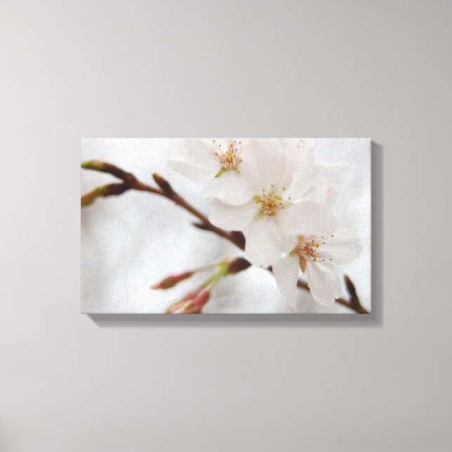 Cherry Blossom Canvas Art (Frente)