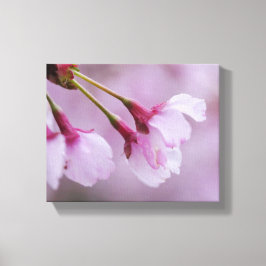 Cherry Blossom Canvas Print