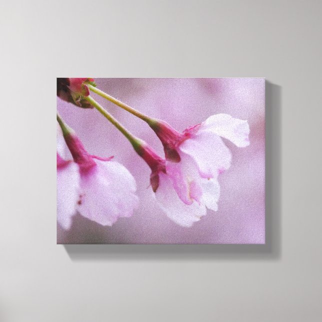 Cherry Blossom Canvas Print (Frente)