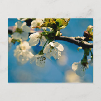 Cherry Blossom - Cartão postal