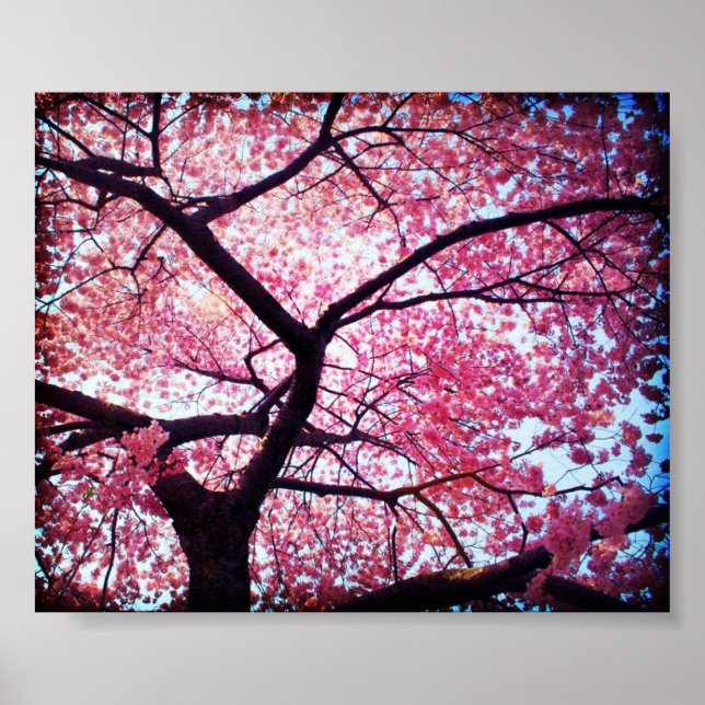 Cherry Blossom Poster (Frente)