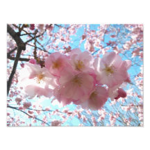 Cherry Blossom Sakura Foto Alargamento