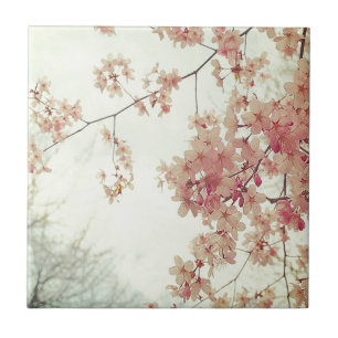 Cherry Blossoms