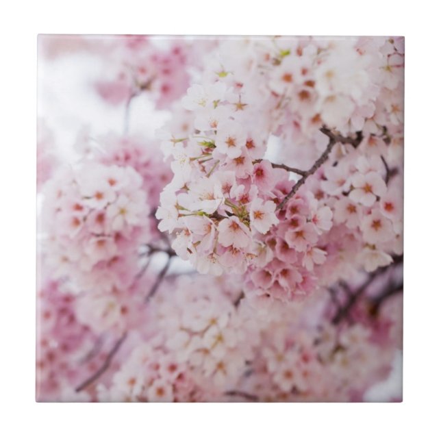 Cherry Blossoms (Frente)