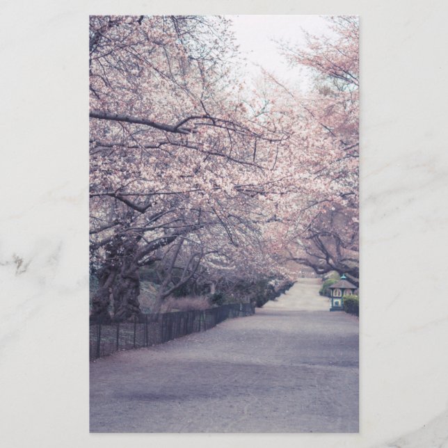 Cherry Blossoms (Frente)