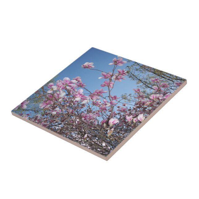 Cherry Blossoms (Lateral)