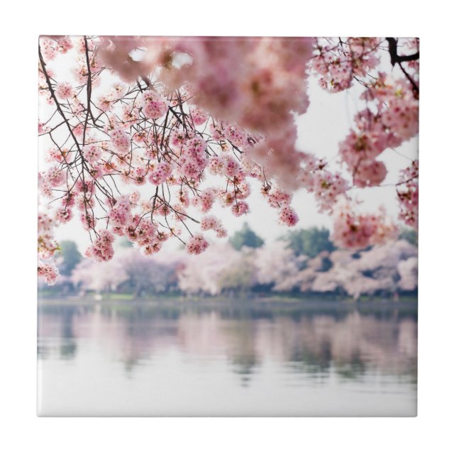 Cherry Blossoms (Frente)