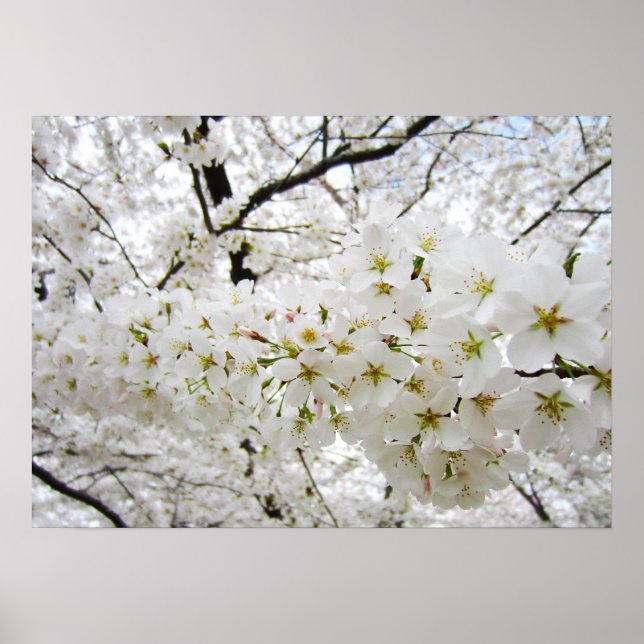Cherry Blossoms 12 Poster (Frente)