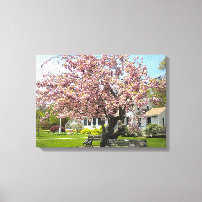 Cherry Blossoms Canvas (Frente)