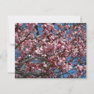 Cherry Blossoms e Blue Sky Primavera Floral