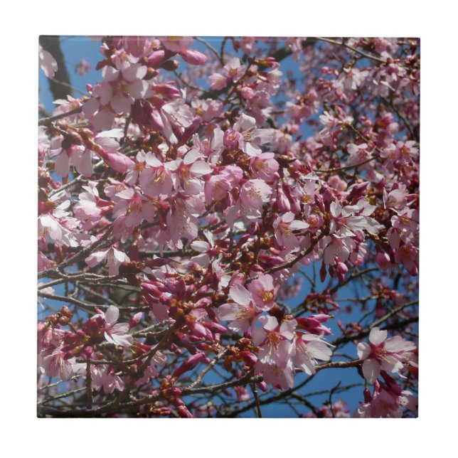 Cherry Blossoms e Blue Sky Primavera Floral (Frente)