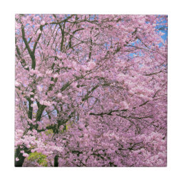 Cherry Blossoms em Bloom