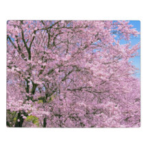 Cherry Blossoms em Bloom