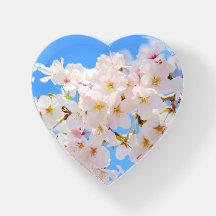 Cherry Blossoms em Primavera