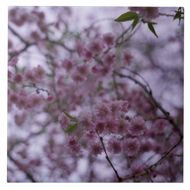 Cherry Blossoms no efeito 3D de brisa azulejo 6x6" (Frente)