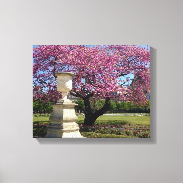 Cherry Blossoms Paris França Canvas Print (Frente)