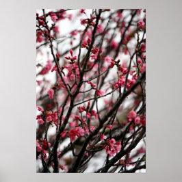Cherry Blossoms Poster