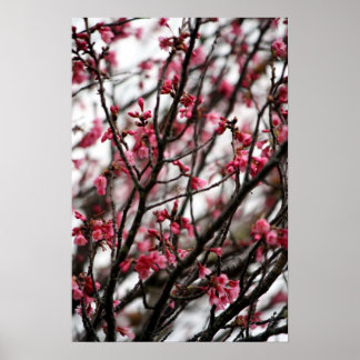 Cherry Blossoms Poster