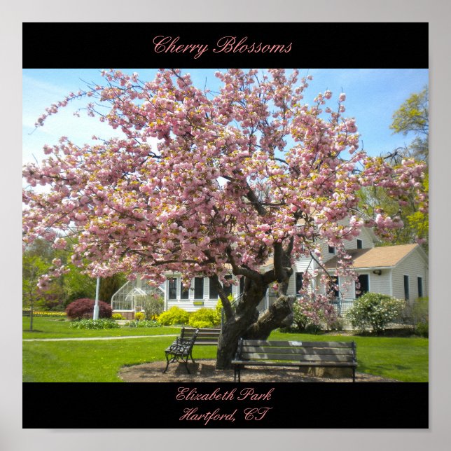 Cherry Blossoms Poster (Frente)