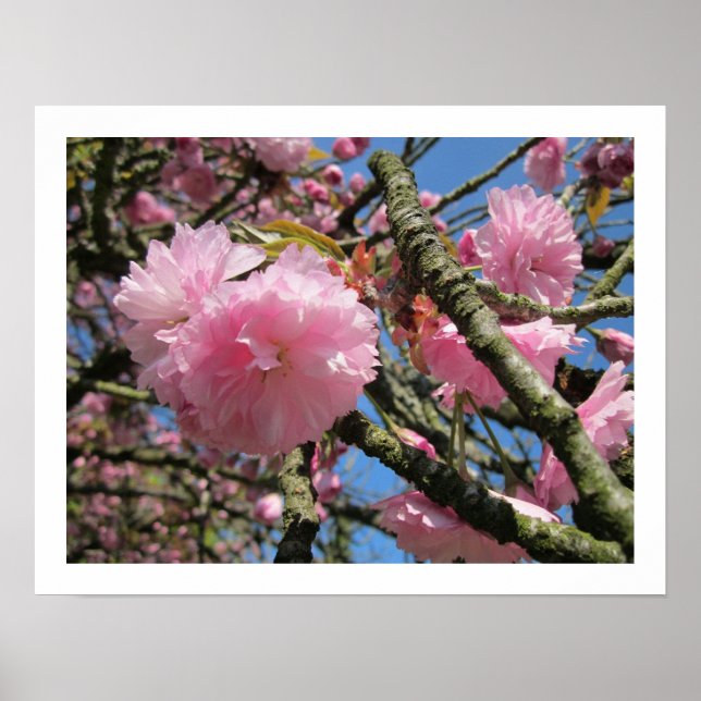 Cherry Blossoms Poster (Frente)