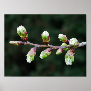 Cherry Tree Buds Poster