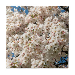 Cherry Tree in Bloom, Oregon