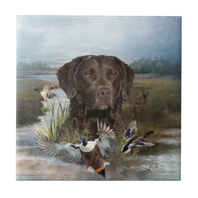 Chesapeake Bay Retriever, Arte (Frente)