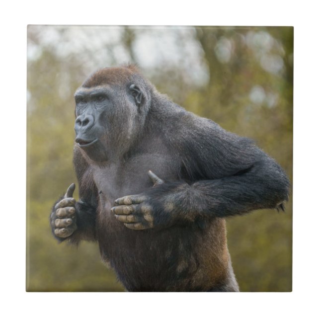 Chest Beating Gorilla (Frente)