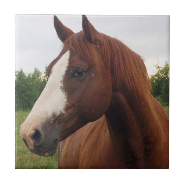 Chestnut Horse com Azulejo Blaze (Frente)