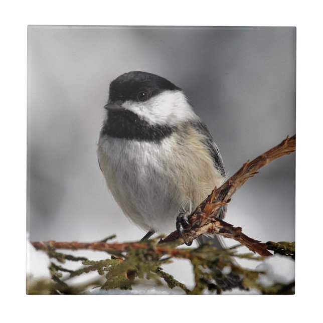 Chickadee_9478 (Frente)