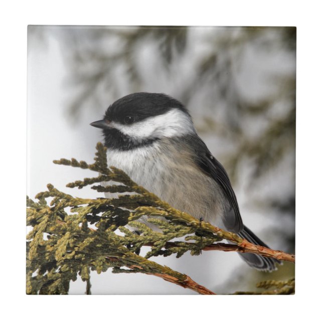 Chickadee_9505 (Frente)